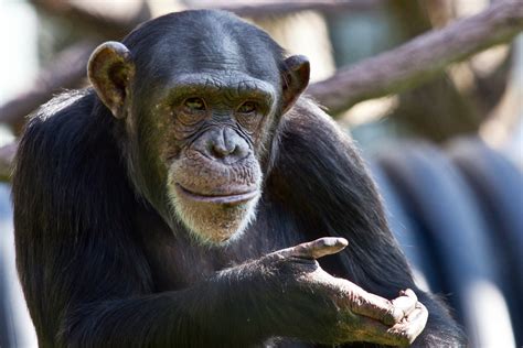 Changing Perspectives Propel Chimp Protections - The New York Times