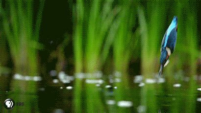 a blue and black bird flying over water with green grass in the backround