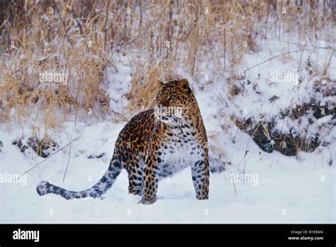 Amur Leopard standing in snow Stock Photo - Alamy