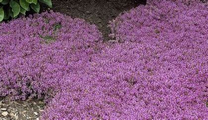 My Memphis Mommy: 8 Piece Creeping Thyme "Flowers" $27.28 (Retail $62)