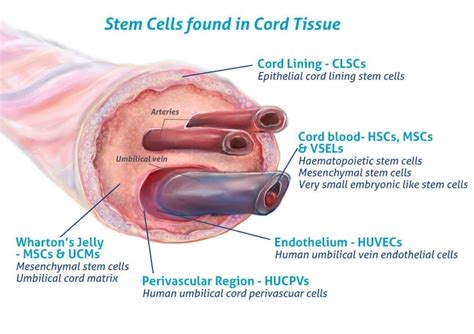 Potensi Umbilical Cord-Mesenchymal Stem Cell (UC-MSC) dan Perbedaannya dengan Umbilical Cord ...