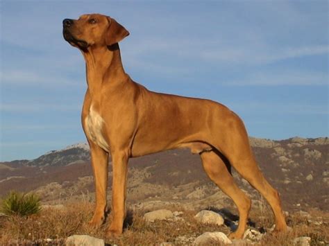 Rhodesian Ridgeback Info, Temperament, Puppies, Pictures