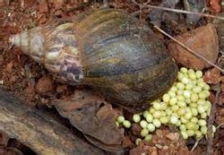 Giant African Snail Eggs