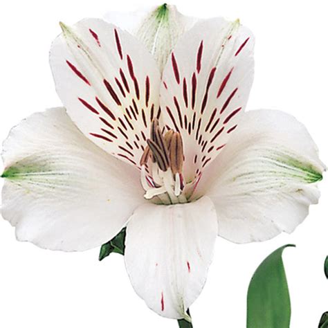 White Alstromeria, Alstromerias in bulk | Wholesaleflowers.net