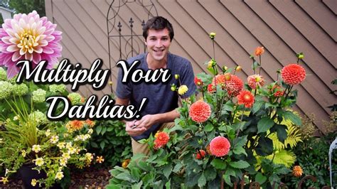 Grow Dahlias From CUTTINGS! Easy Propagation Method 🌺 - YouTube