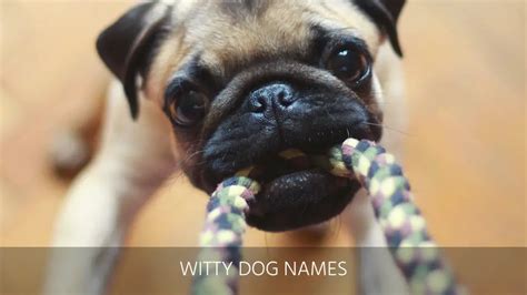 Ultimate List Of The Top 400+ Funny Dog Names – Hilarious, Witty, Silly, Clever Puppy Name Ideas