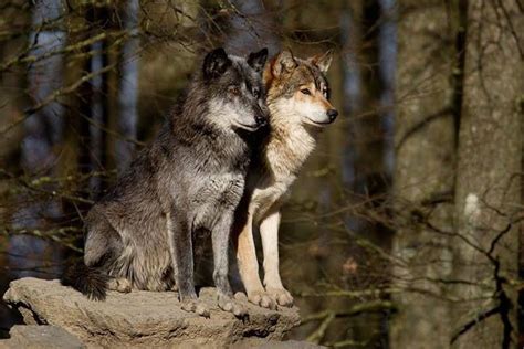 Wolf couple | Wolves | Pinterest