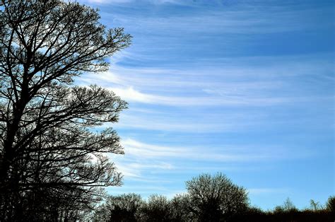 Blue Sky And Tree Free Stock Photo - Public Domain Pictures