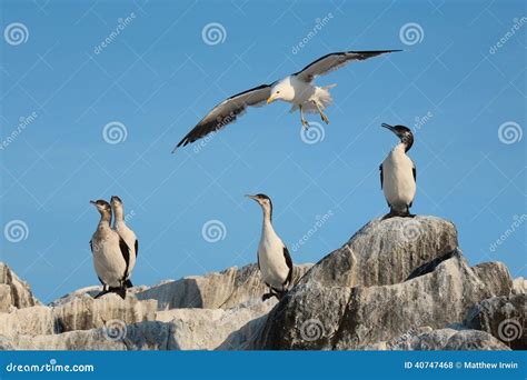 Bruny Island Wildlife stock photo. Image of cormorant - 40747468