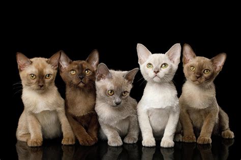 Five Burmese Kittens Photograph by Sergei Taran - Pixels Merch