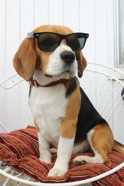 9 Reasons Why Beagles Make The Best Pets - SonderLives