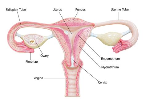 Ovaries: Facts, Function & Disease | Live Science