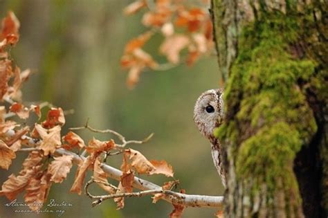 40 Cute Pictures of Animal Playing Hide and Seek - Tail and Fur