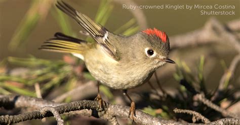 Ruby-crowned Kinglet - American Bird Conservancy