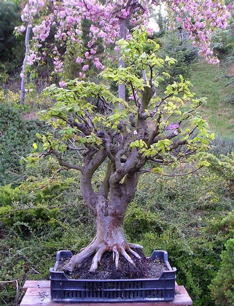 Bonsai - color scheme I like for bedroom Bonsai Garden, Bonsai Trees, Jolie Photo, Ikebana ...