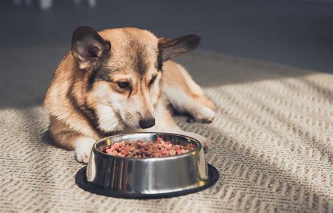 Top 12 Best Corgi Dog Foods Reviewed in 2020 | Pet Struggles