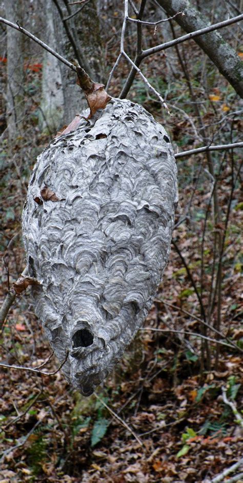 Midwest Native Plants, Gardens, and Wildlife: Bald-faced Hornet