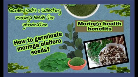 Garden hacks : Collecting moringa seeds for germination | How to germinate moringa oleifera ...