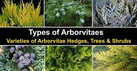 16 Types of Arborvitae: Trees and Shrubs (Pictures and Identification)