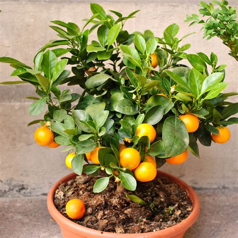 Owari Satsuma Mandarins | Dwarf Owari Satsuma Tree | Citrus,com