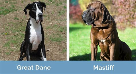 Is Old English Mastiff Older Than Great Dane