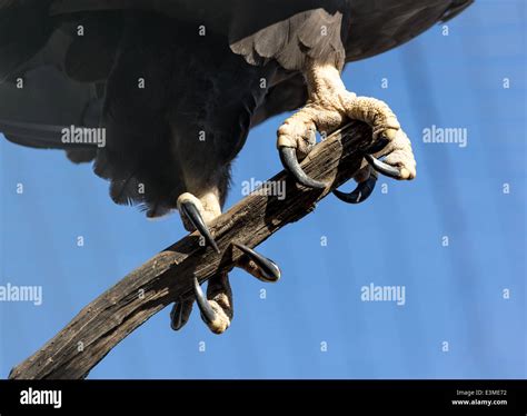 Eagle claws hi-res stock photography and images - Alamy