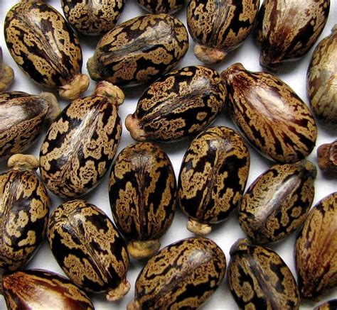 Castor Seeds, For Oil, Packaging Size: 50 Kg at Rs 50/kg in Erode | ID: 22916245862