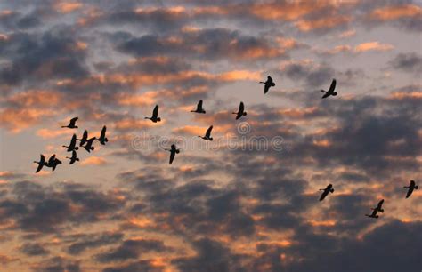 Canada Geese Flying At Sunset Stock Image - Image of nature, avian: 3285895