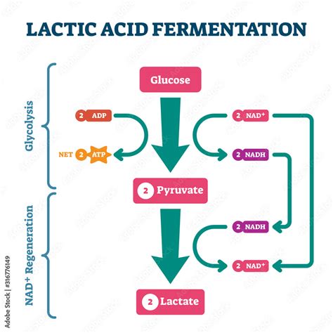 Lactic Acid Fermentation Process