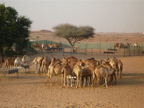 Camel Farm Dubai | Flickr - Photo Sharing!