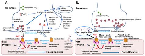 Toxins | Free Full-Text | Neuromuscular Weakness and Paralysis Produced ...