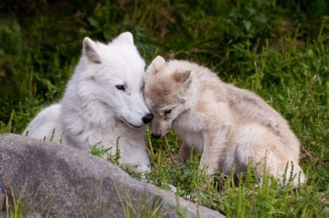 Arctic Wolf Pup | Wolf pup, Baby wolves, Arctic wolf