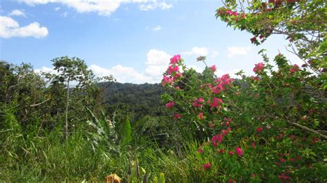 Maricao Coffee Festival | Lifetransplanet