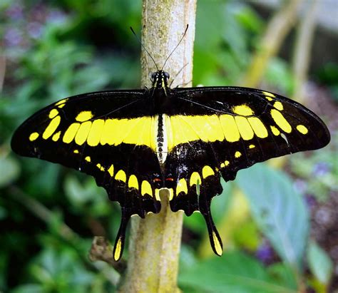 Black and Yellow Swallowtail Butterfly Photograph by Amy McDaniel - Pixels