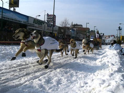 Sled Dogs, Iditarod – Bucket Tripper