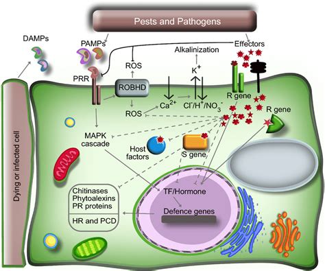 Defence and attack strategies deployed during plant-pathogen ...