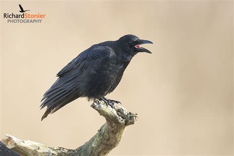 Carrion Crow - Birds Online | Website of photographer Richard Stonier