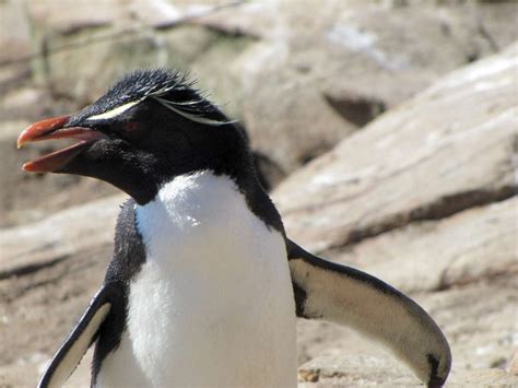 Rockhopper Penguin | Facts, pictures & more about Rockhopper Penguin