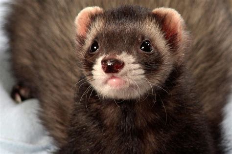 Dermatophytosis in Ferrets - Symptoms, Causes, Diagnosis, Treatment, Recovery, Management, Cost