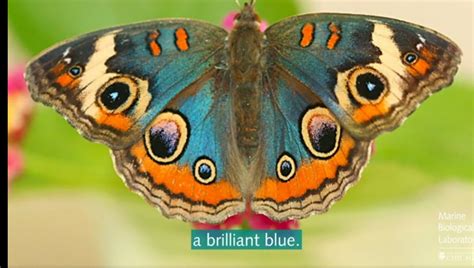How butterfly wings shift their color - How butterfly wings shift their color