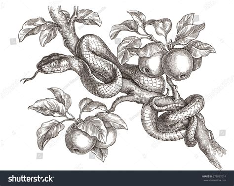 Ink And Pen Drawing Of Animal, Snake On Branch. Stock Photo 273897014 ...