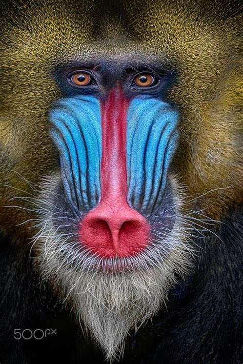 Mandrill | African animals photography, Wildlife photography tips, Mandrill