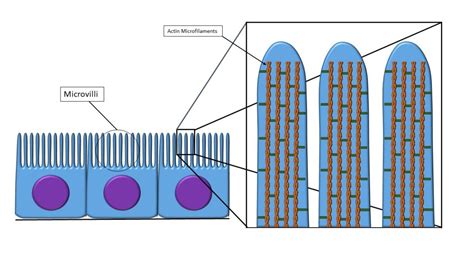 Modifications to epithelium – Veterinary Histology