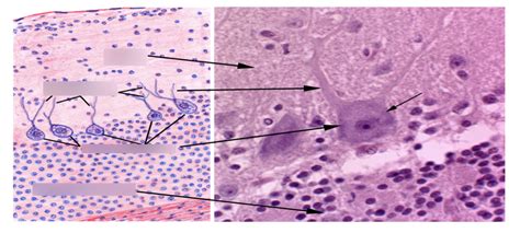 Cerebellum Histology Drawing