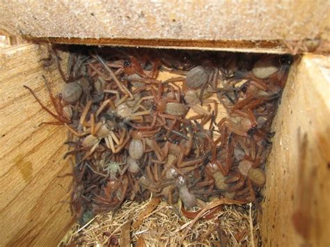 Horrifying Photo of Huntsman Spider Nest Will Haunt You, But Scientists ...