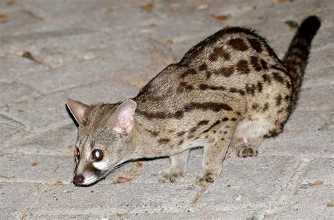 Genets: Top 10 Facts And Benefits Of Having Them As Pets – The Safari World