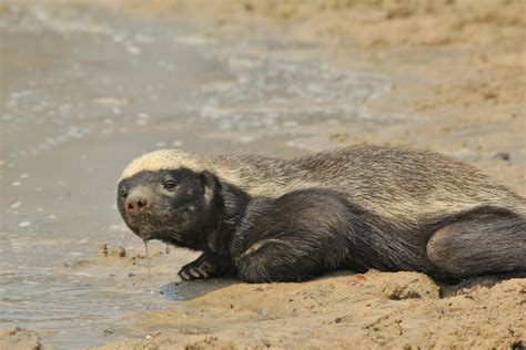 African Honey Badger - My Watering Hole by LivingWild on DeviantArt