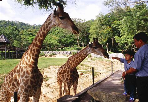 10 Zoos In Thailand That Let You Witness The Thai Wildlife!