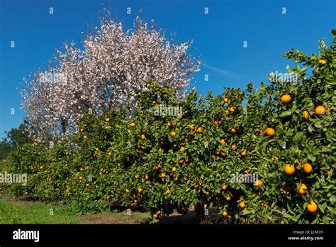 Portuguese Fruit Trees High Resolution Stock Photography and Images - Alamy