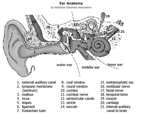 Parts Of The Ears And Their Functions